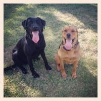 Tip Top K9 Tulsa Dog Training image 4